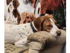Adopt UT/Ember (Adoption Pending) a Brittany Spaniel, English Pointer