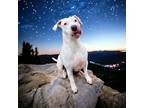 Adopt Amara a Dogo Argentino