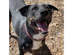Adopt Luke a Catahoula Leopard Dog