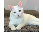 Adopt Alpine a Domestic Short Hair