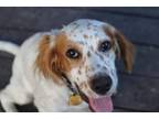 Adopt Hunter a English Setter