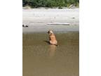 Adopt Toby 2 a Anatolian Shepherd, Saint Bernard