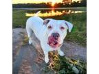 Adopt Angus a Dogo Argentino