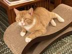 Adopt Sherman a Domestic Short Hair