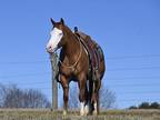 Red Dun gelding