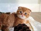 Orange Tabby Scottish Fold Male Kitty