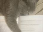 Maddis Kittens