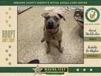 Adopt Baby a Mixed Breed
