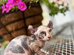 Sphynx Seal Point