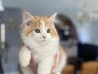 Scottish Straight Male Kitten Tommy