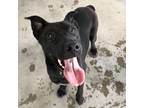 Adopt Angela a Pit Bull Terrier, Labrador Retriever