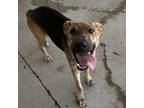 Adopt Artie a Pit Bull Terrier, Labrador Retriever