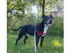 Adopt Sam a Pit Bull Terrier, Mixed Breed