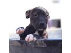 Adopt OREO a Labrador Retriever, Mixed Breed