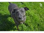 Adopt THENA a Catahoula Leopard Dog, Labrador Retriever