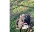 Adopt Hopper a Pit Bull Terrier