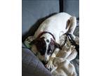 Adopt Wish - LOCAL a Hound, Pit Bull Terrier