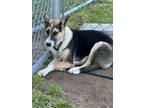 Adopt Foxy a Shepherd, Husky