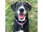 Adopt Bella a Labrador Retriever