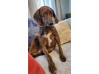 Adopt Melillah a Mountain Cur, Plott Hound