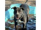 Adopt Nova a Mixed Breed