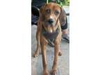 Adopt Katie Girl WV a Redbone Coonhound