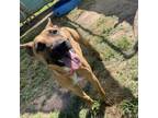 Adopt Shrimpy a Black Mouth Cur