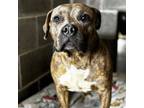 Adopt Tiana a Terrier