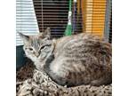 Adopt Goldie Hawn a Siamese