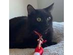Adopt Auberon a Domestic Short Hair