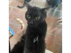 Adopt Carol Brady a Domestic Short Hair
