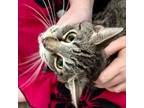 Adopt Mayo a Domestic Short Hair