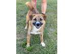 Adopt Capella a Husky, Mixed Breed