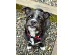 Adopt Cookie a Rat Terrier