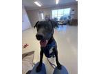 Adopt Rocky -1 a Patterdale Terrier / Fell Terrier, Mixed Breed