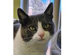 Adopt Big Z 4837 a Domestic Short Hair