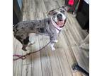 Adopt Pepper a Great Dane