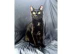 Adopt Coco a Domestic Short Hair