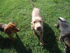 Adopt Butch a Pit Bull Terrier, Dachshund