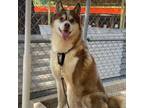 Adopt Aris a Husky