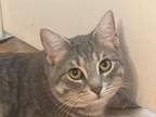 Adopt Kristofferson a Domestic Short Hair