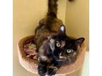 Adopt KITTY KITTY a Tortoiseshell