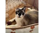 Adopt Precious a Domestic Short Hair