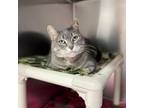Adopt Hannah--In Foster a Domestic Short Hair