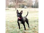 Adopt Emery--In Foster***ADOPTION PENDING*** a Pit Bull Terrier