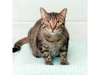 Adopt Mischief--In Foster a Domestic Short Hair