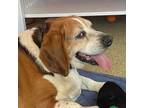 Adopt Henry (fka Henrietta; Hobo/Huggles) a Beagle