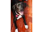 Adopt Molly McPhearson a Mixed Breed