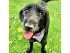 Adopt Reva a Labrador Retriever, Poodle