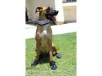 Adopt Brownie a Boxer, Shepherd
